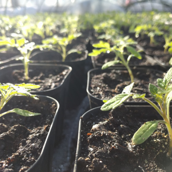 ミニトマト栽培 トマト鉢上げタイミング 植え替え時期と方法 Mondo Group 公式 Hp ひと口の感動からすべてが始まった