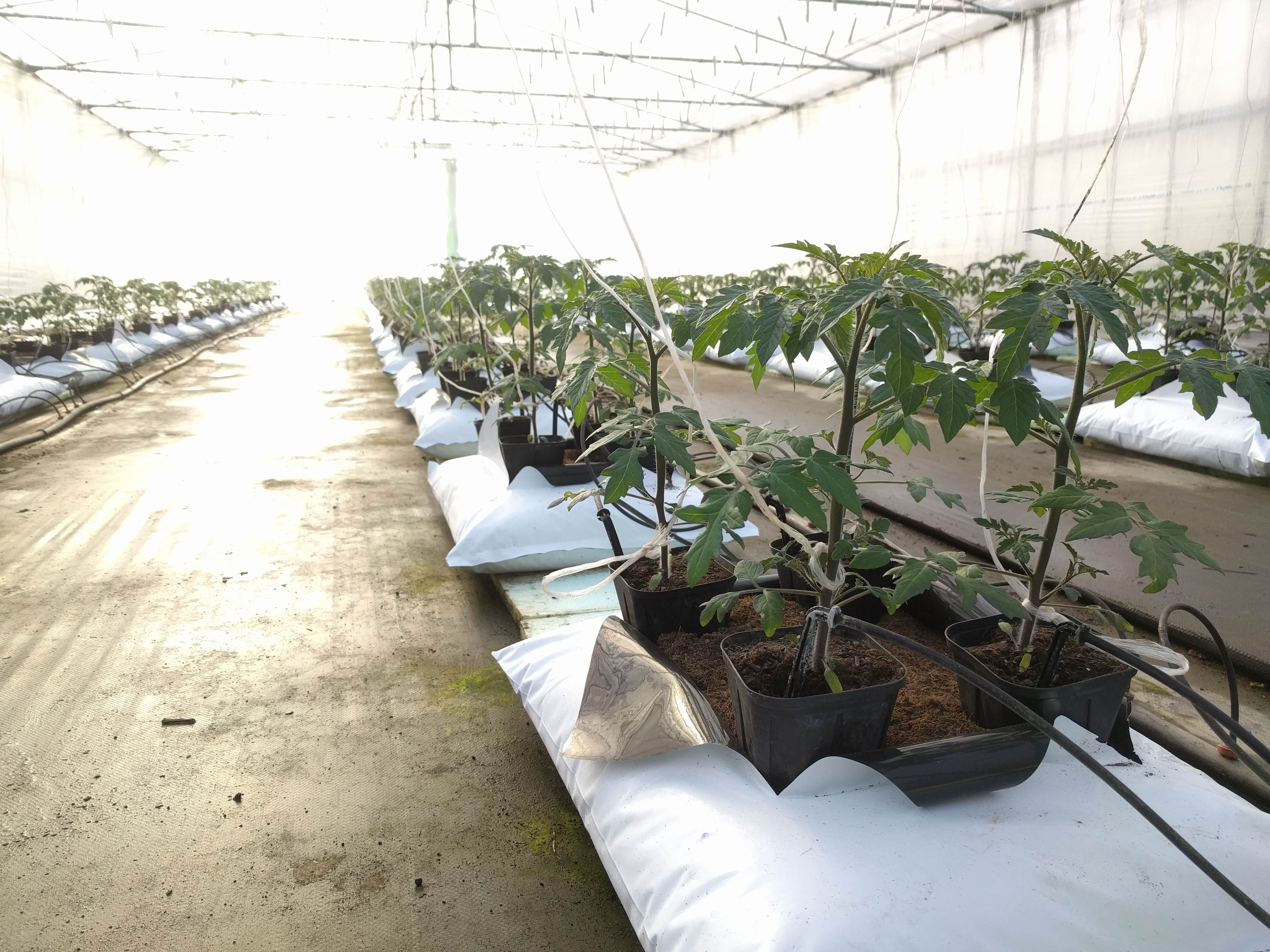 ミニトマト栽培 3月15日 定植2週間 花の観察 Mondo Group 公式 Hp ひと口の感動からすべてが始まった