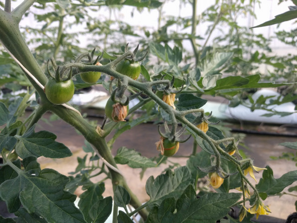 ミニトマト栽培 トマトを植えてからの成長記録２ヶ月間 色が付きはじめました モンドトマトファームhp 高糖度ミニトマトを通販でお届け