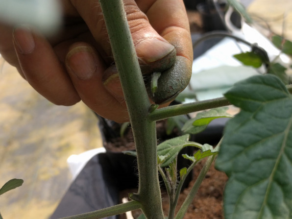ミニトマトの育て方 わき芽見分け方 と わき芽かき 定植3週間後のトマトの様子 Mondo Group 公式 Hp ひと口の感動からすべてが始まった