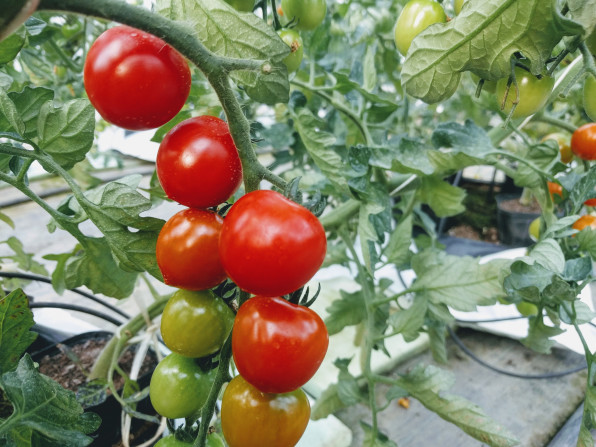 ミニトマト栽培 トマトを植えてからの成長記録２ヶ月間 色が付きはじめました モンドトマトファームhp 高糖度ミニトマトを通販でお届け
