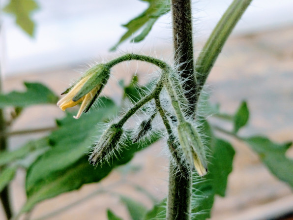 ミニトマト栽培 3月15日 定植2週間 花の観察 モンドトマトファームhp 高糖度ミニトマトを通販でお届け