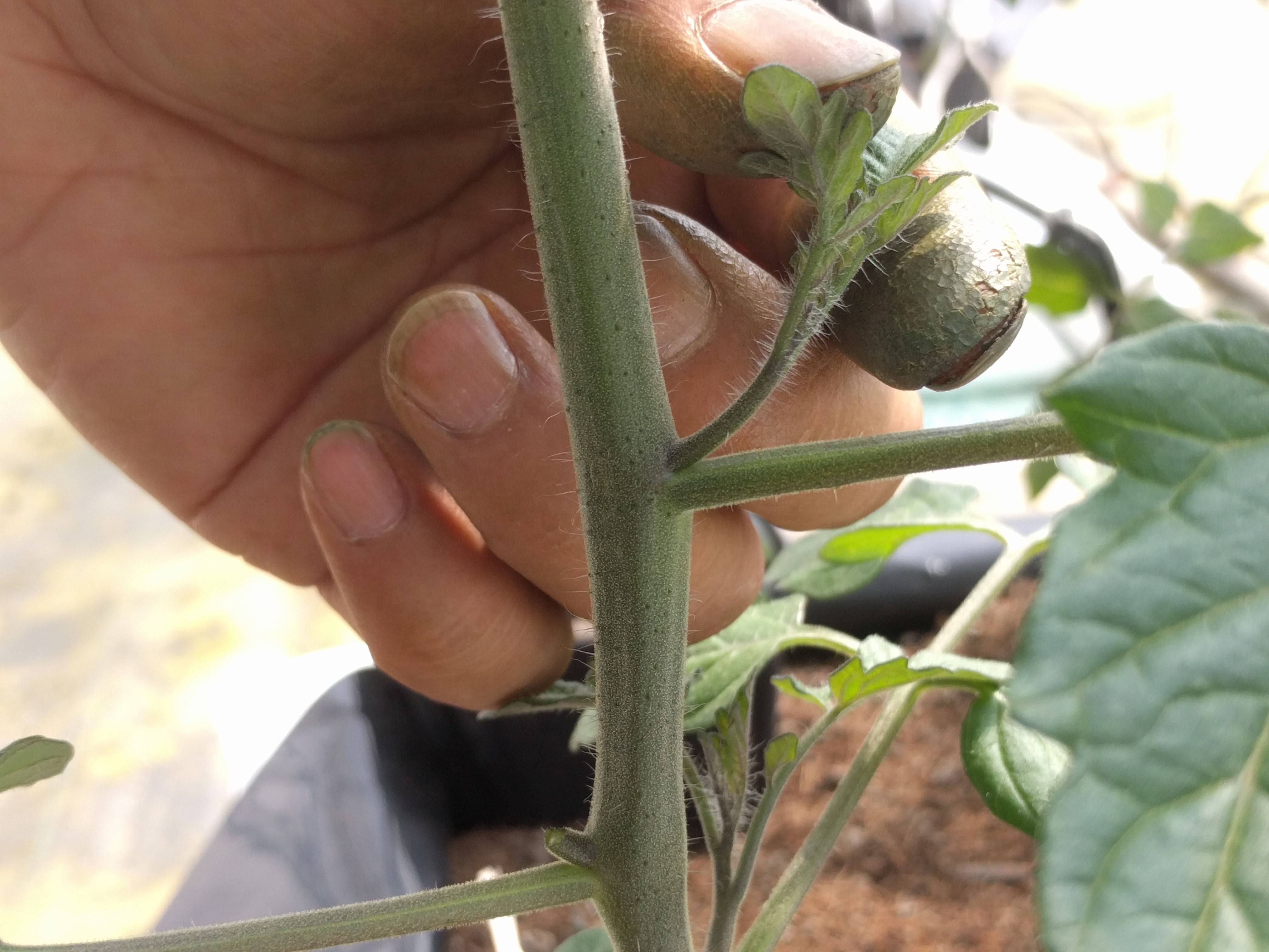 ミニトマトの育て方 わき芽見分け方 と わき芽かき 定植3週間後のトマトの様子 Mondo Group 公式 Hp ひと口の感動から すべてが始まった