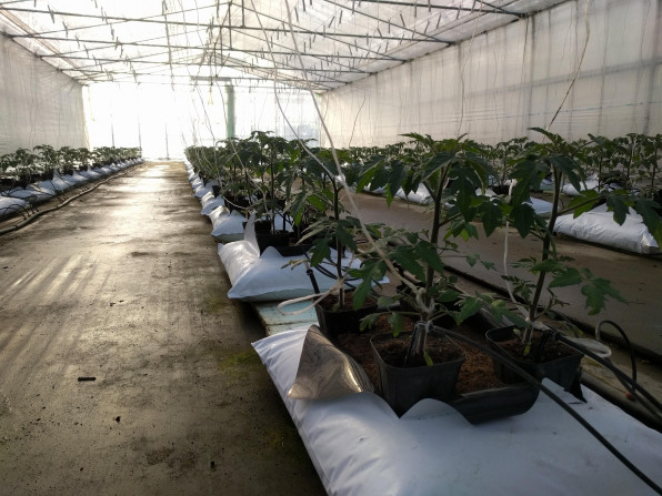 ミニトマト栽培 トマトを植えてからの成長記録2ヶ月間 色が付きはじめました Mondo Group 公式 Hp ひと口の感動からすべてが始まった ミニトマト栽培 トマトを植えてからの成長記録2ヶ月間 色が付きはじめました Mondo Group 公式 Hp ひと口の感動からすべてが始まった
