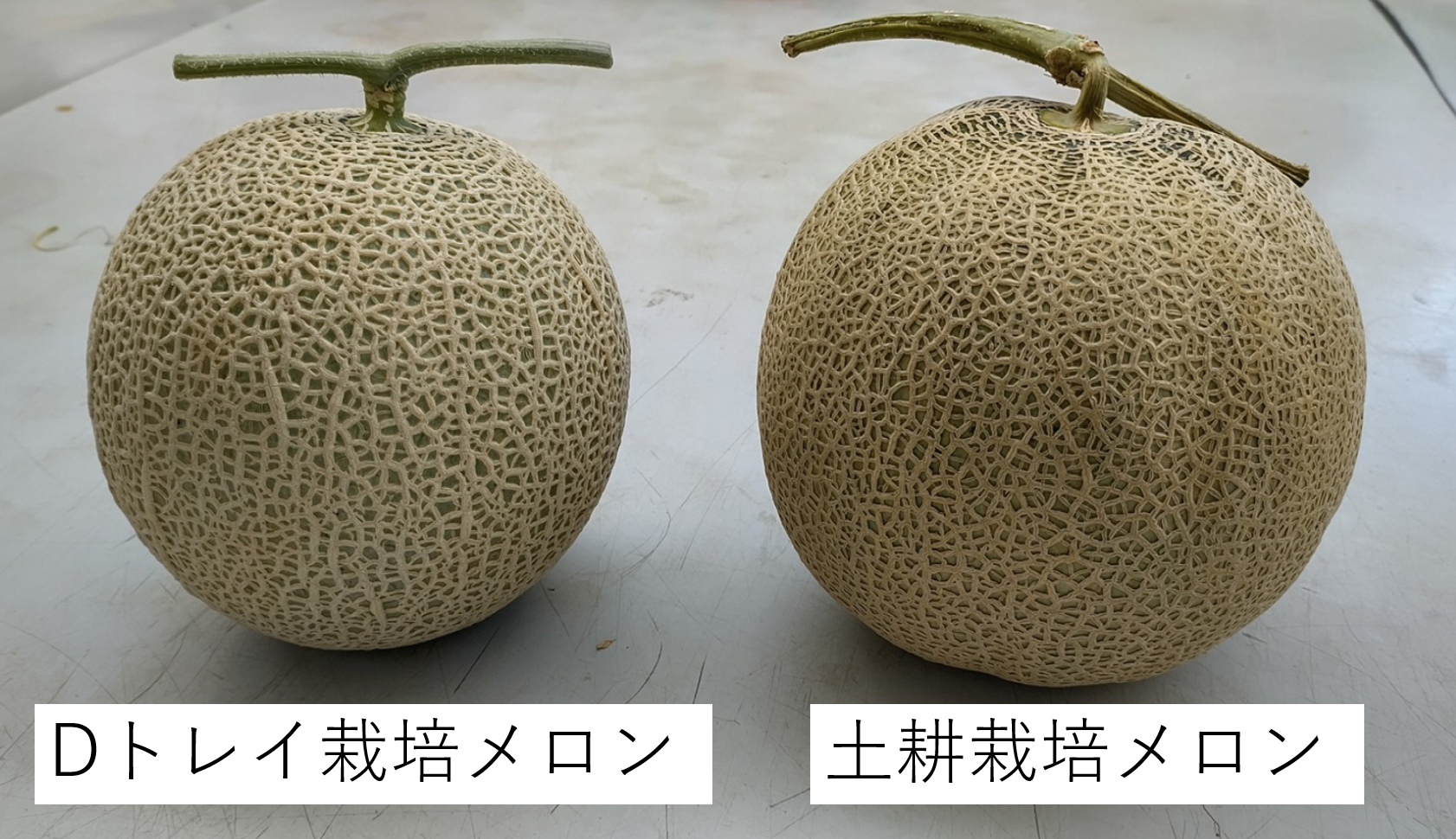 ｄトレイ栽培のメロンは形が綺麗 株 静岡アグリビジネス研究所
