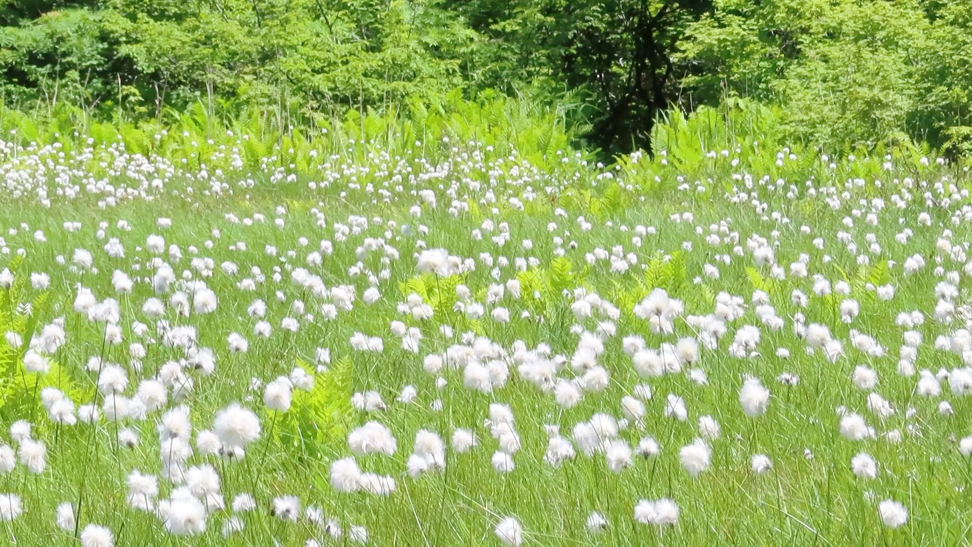 🆕 青空に揺れるワタスゲの白い穂‼️ニセコ鏡沼 フラワートレッキング