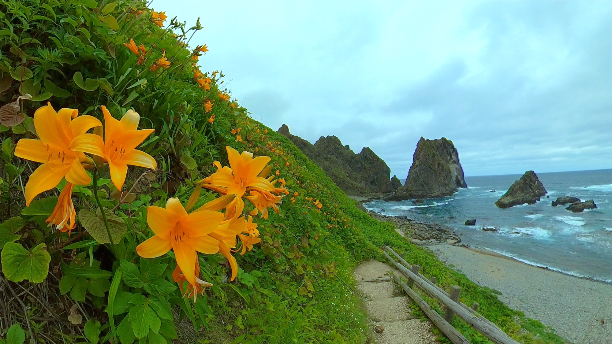 🆕 積丹半島にエゾカンゾウの花が咲き始めました 🌸 島武意海岸 神威岬