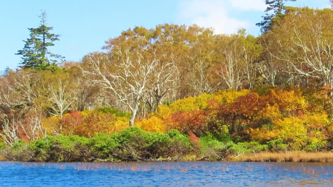 ニセコの紅葉が見頃になりました ニセコ神仙沼 紅葉トレッキングツアー 年10月10日 ニセコアンビシャス