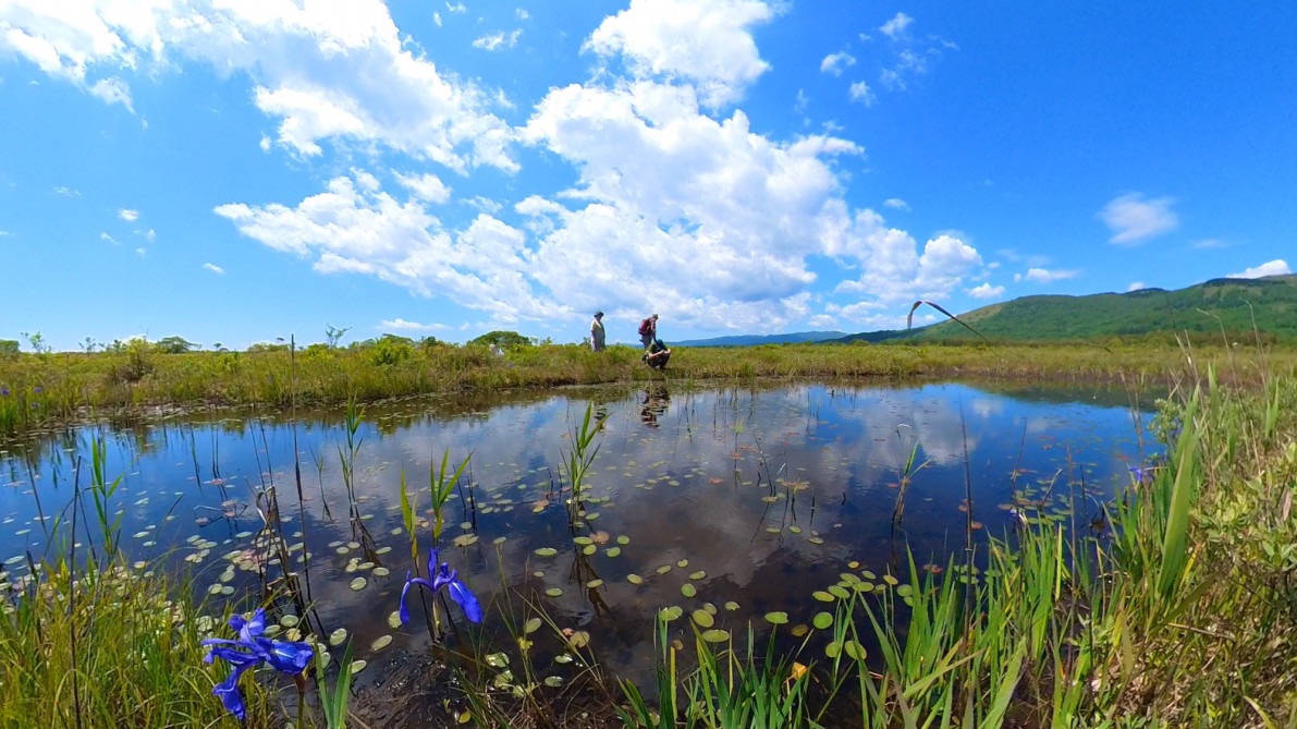 🌠 日本で1番低いブランケット湿原の花が満開になりました‼️ 静狩湿原 歌才湿原 フラワートレッキングツアー | ニセコアンビシャス