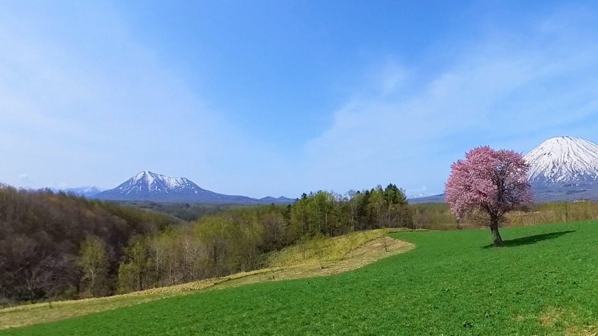 🌠 望春の花を探しに行きましょう ‼️ 羊の丘 蝦夷富士桜と、萩の里