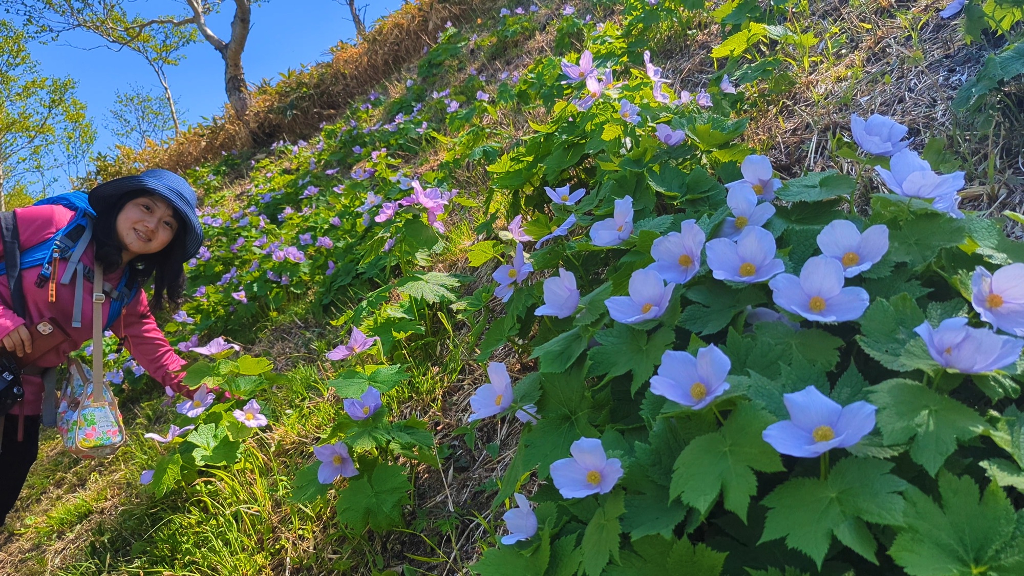 🆕 満開のシラネアオイの咲く道を歩きましょう ‼️ 伊達紋別岳