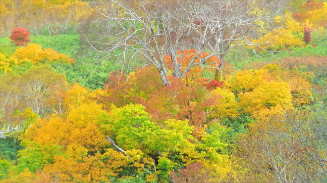 神仙沼の紅葉がピークを迎えました 鮭の遡上と神仙沼紅葉トレッキングツアー 年10月13日 ニセコアンビシャス