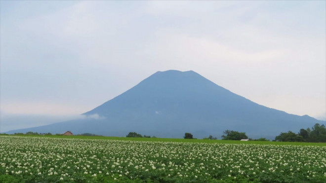 雨でも歩ける 日本北限のブナの原生林 黒松内ブナウォチングツアー 19年7月12日 ニセコアンビシャス