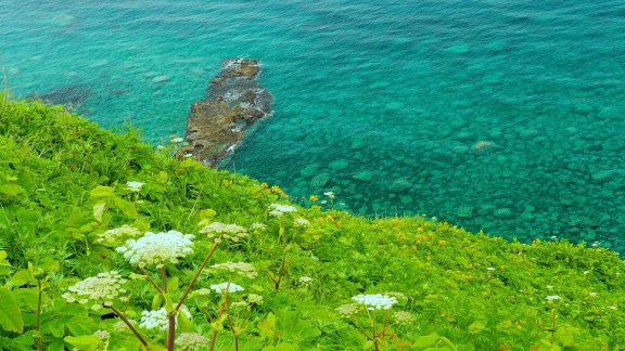 🌠 積丹ブルーに咲くエゾカンゾウの大群落 🌸 積丹神威岬 フラワー