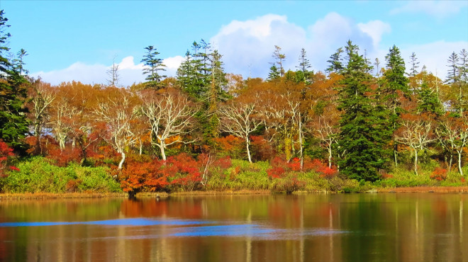 神仙沼の紅葉がピークを迎えました 鮭の遡上と神仙沼紅葉トレッキングツアー 年10月13日 ニセコアンビシャス