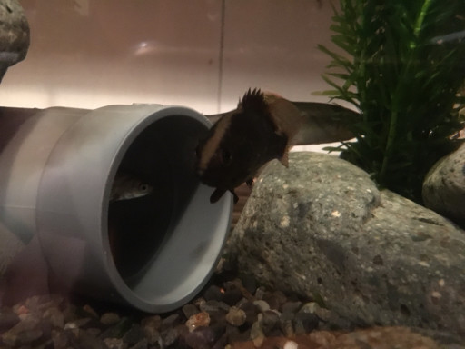 水槽魚 オヤニラミ