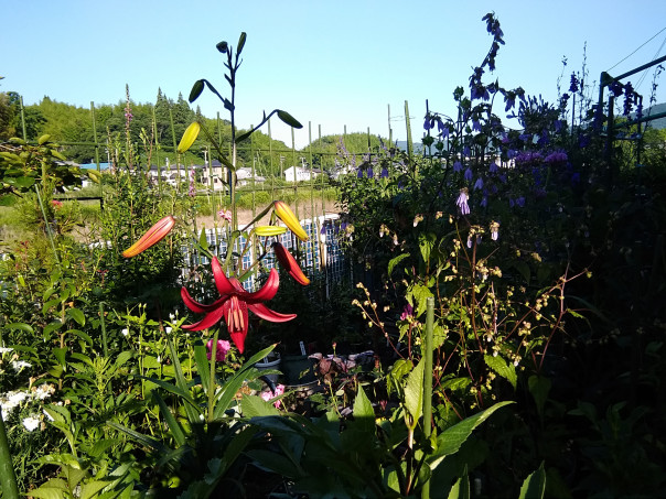 シャンデリア リリ スミちゃんのお花畑