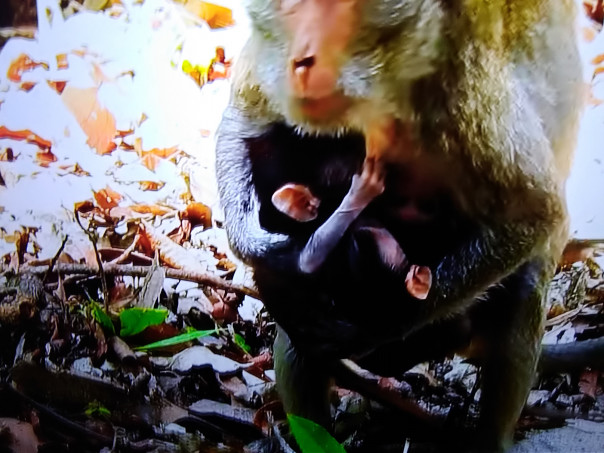 タイ國の三つ子のカニクイザル 1 スミちゃんのお花畑