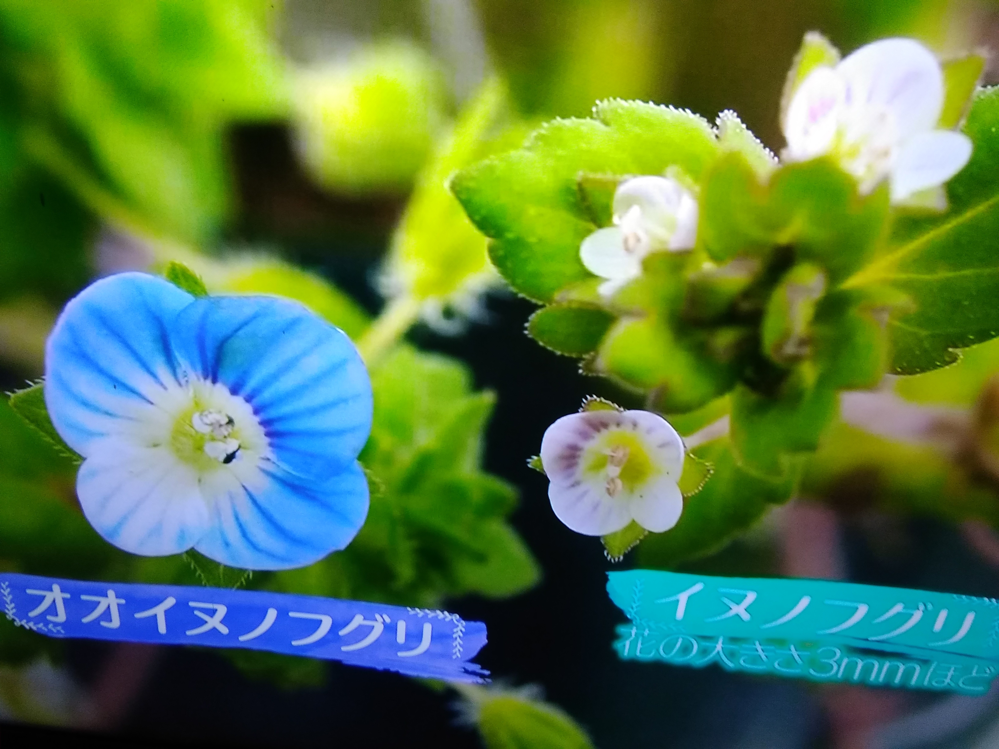 絶滅危惧種イヌノフグリ | スミちゃんのお花畑