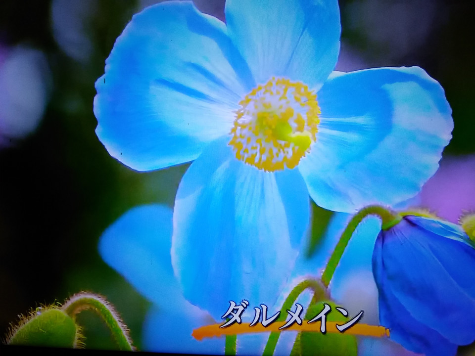 昨日nｈｋでイギリスの庭ダルメリンを見た スミちゃんのお花畑