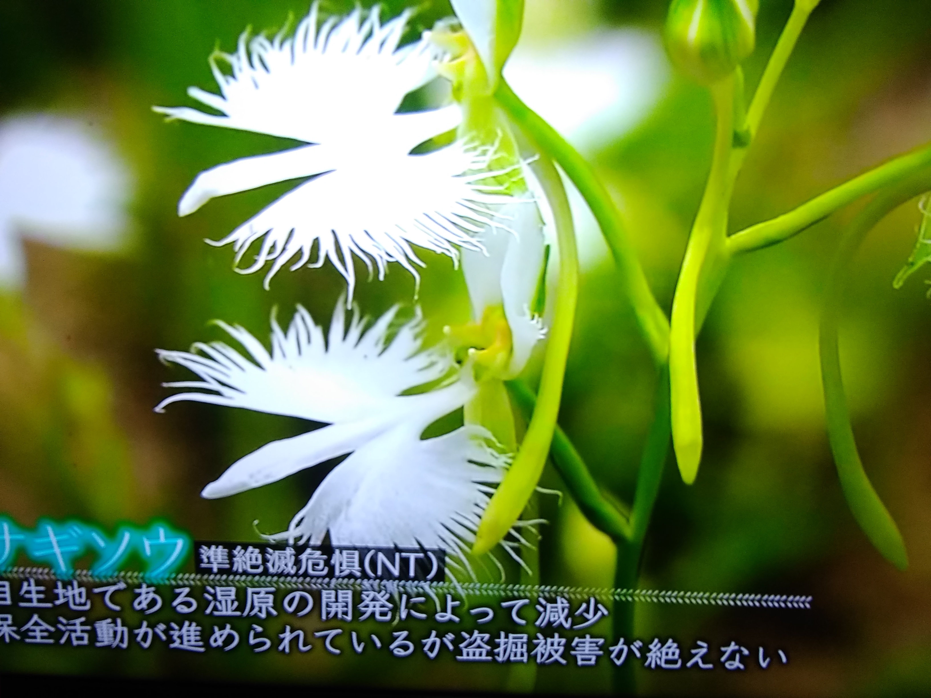 半額ストア 絶滅危惧種イヌノフグリ | スミちゃんのお花畑 アクセサリー