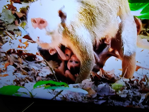 タイ國の三つ子のカニクイザル 1 スミちゃんのお花畑