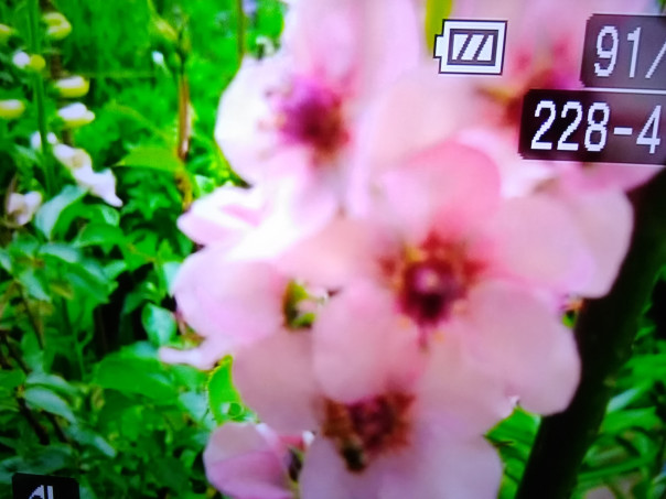 バーバスカムのこぼれ苗 スミちゃんのお花畑 バーバスカムのこぼれ苗 スミちゃんのお花畑