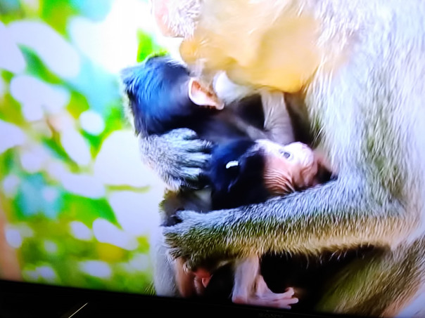 タイ國の三つ子のカニクイザル 1 スミちゃんのお花畑