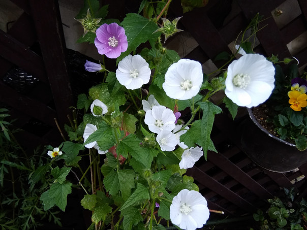 アノダ冬越し出来た スミちゃんのお花畑