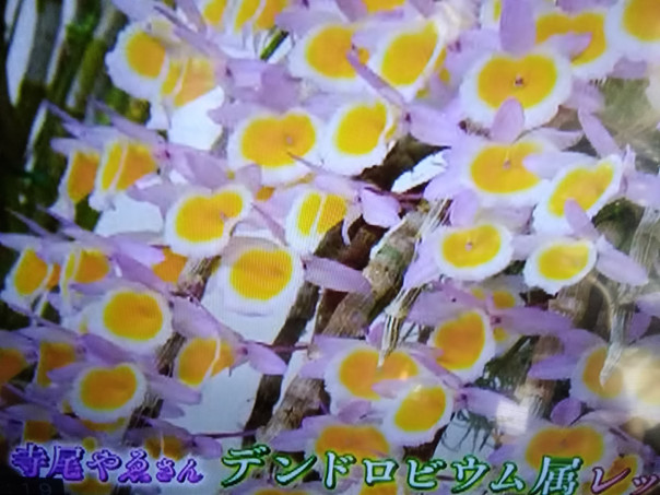 96歳寺尾やえさんラン展でレッドりぼん賞 スミちゃんのお花畑