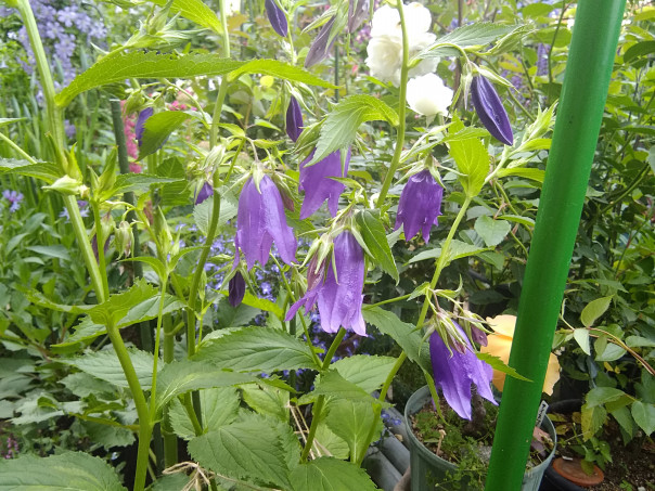 紫ホタル袋 カンパニュラ サンストロー 咲き始める スミちゃんのお花畑