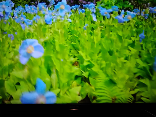 昨日nｈｋでイギリスの庭ダルメリンを見た スミちゃんのお花畑