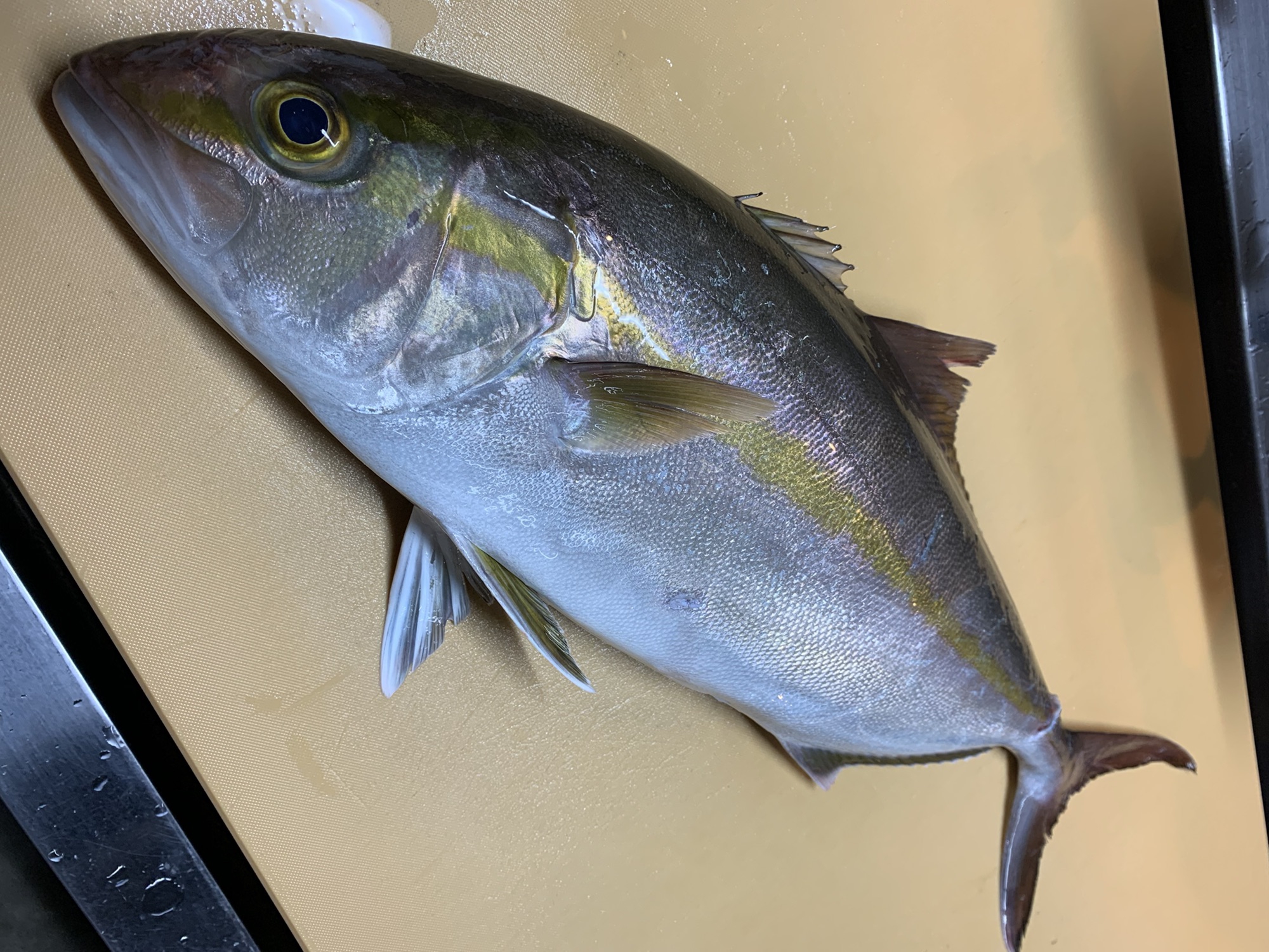 本日の旬魚 魚酒処 宵の月