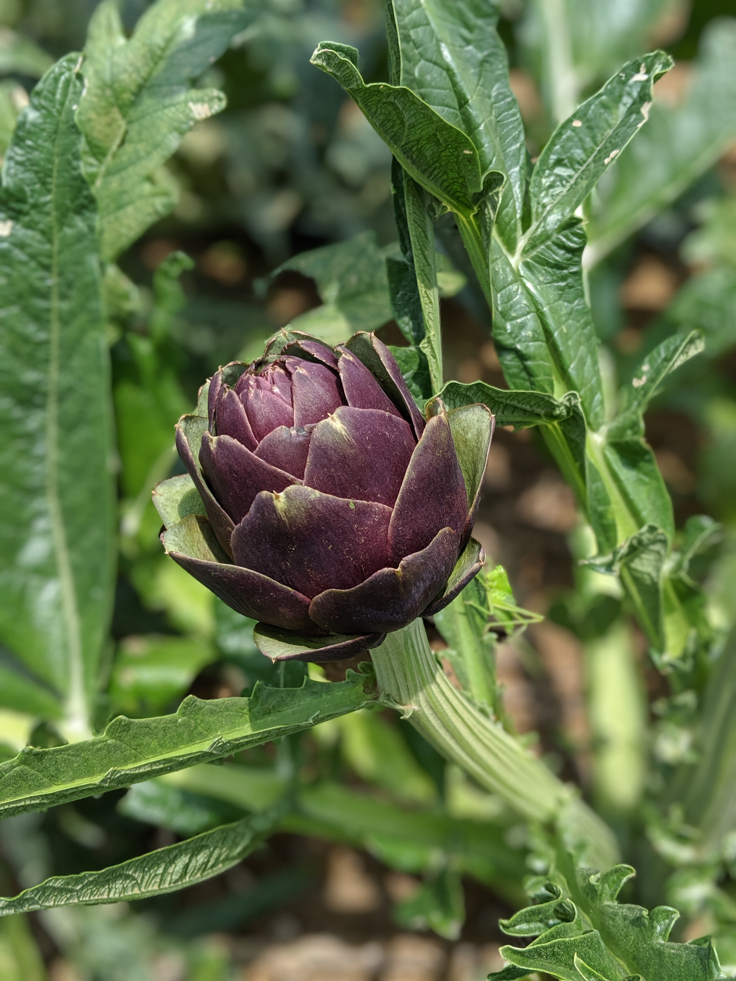 Japanese Artichoke 国産アーティチョーク Bistro Hamaif ビストロハマイフ