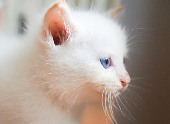白クリーム猫 里親募集 白クリーム猫 里親募集
