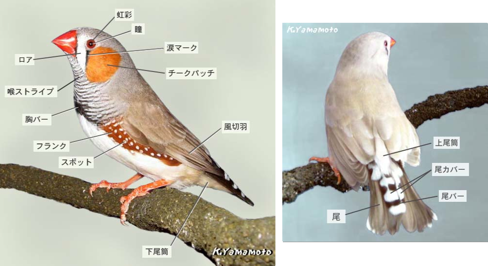 ノーマルグレイ（ normal Gray ） | キンカフリーク／錦華鳥(キンカチョウ)の品種と遺伝解説