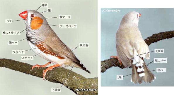 鳥の羽 専門獣医師が解説する鳥のPBFD〔Ver.2〕 | セキセイインコ情報室