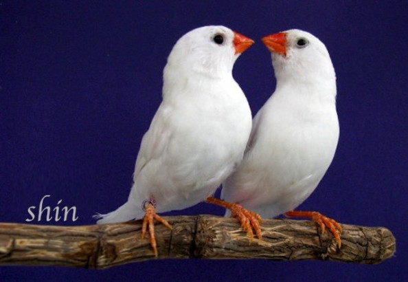 ホワイト White キンカフリーク 錦華鳥 キンカチョウ の品種と遺伝解説