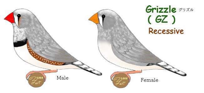 未知の錦華鳥たち(２) | キンカフリーク／錦華鳥(キンカチョウ)の品種と遺伝解説