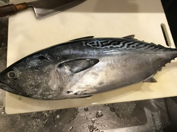 スマという魚 水花 スマという魚 水花