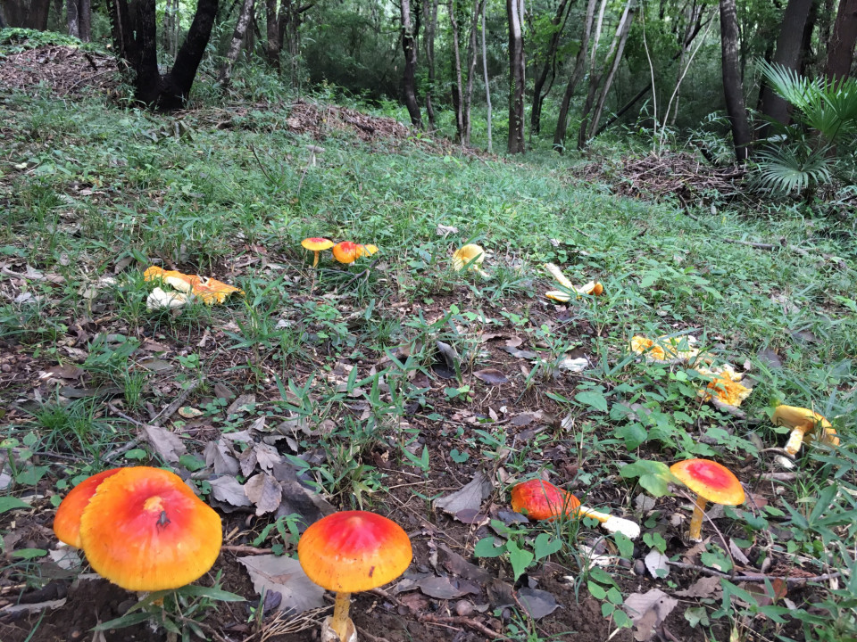 活動地のタマゴダケ よしみ里山 プロジェクト