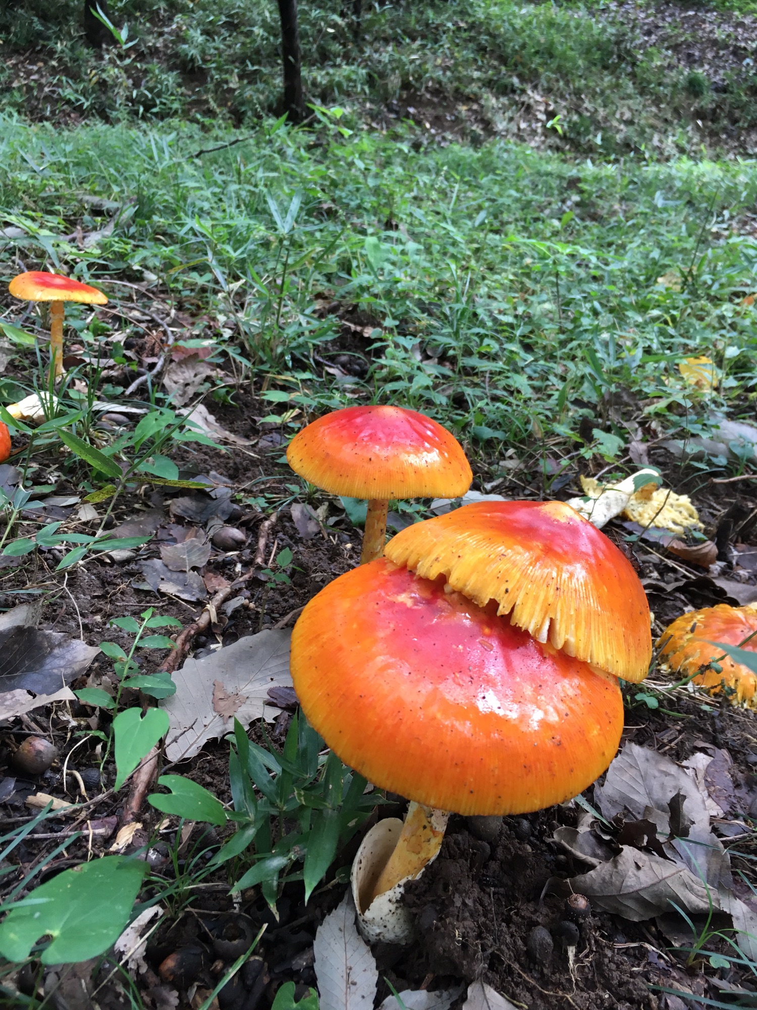 活動地のタマゴダケ よしみ里山 プロジェクト