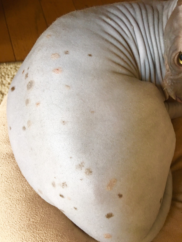 ビルス皮膚病になる Favorite Everyday