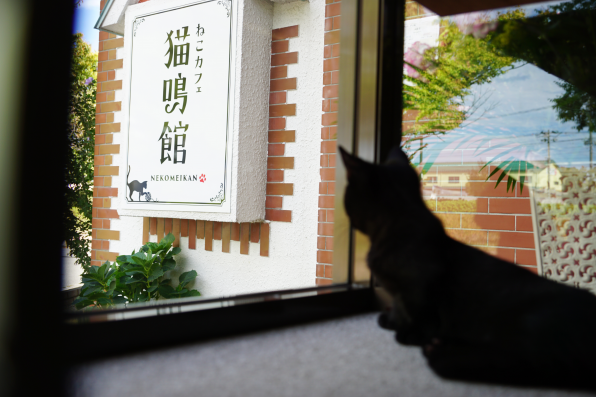 猫鳴館 Webサイトオープン ねこカフェ 猫鳴館 猫鳴館 Webサイトオープン ねこカフェ 猫鳴館