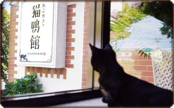 About Us ねこカフェ 猫鳴館