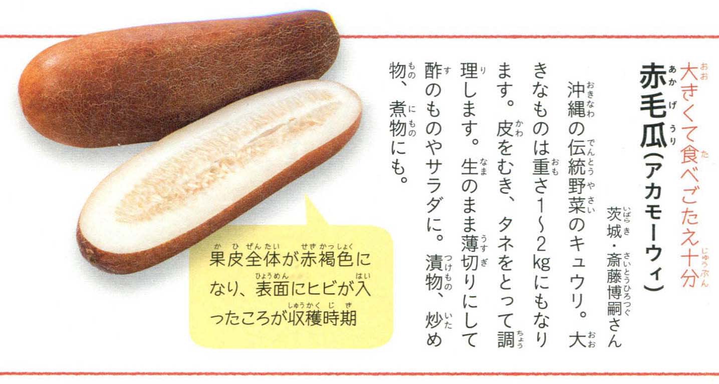 初物、岐阜県産、自然栽培、伝統野菜赤モーウイ、老黄瓜、沖縄きゅうり、赤毛瓜2キロ 赤モーウィ：沖縄伝統の野菜を味わう、栄養豊富な夏の味覚