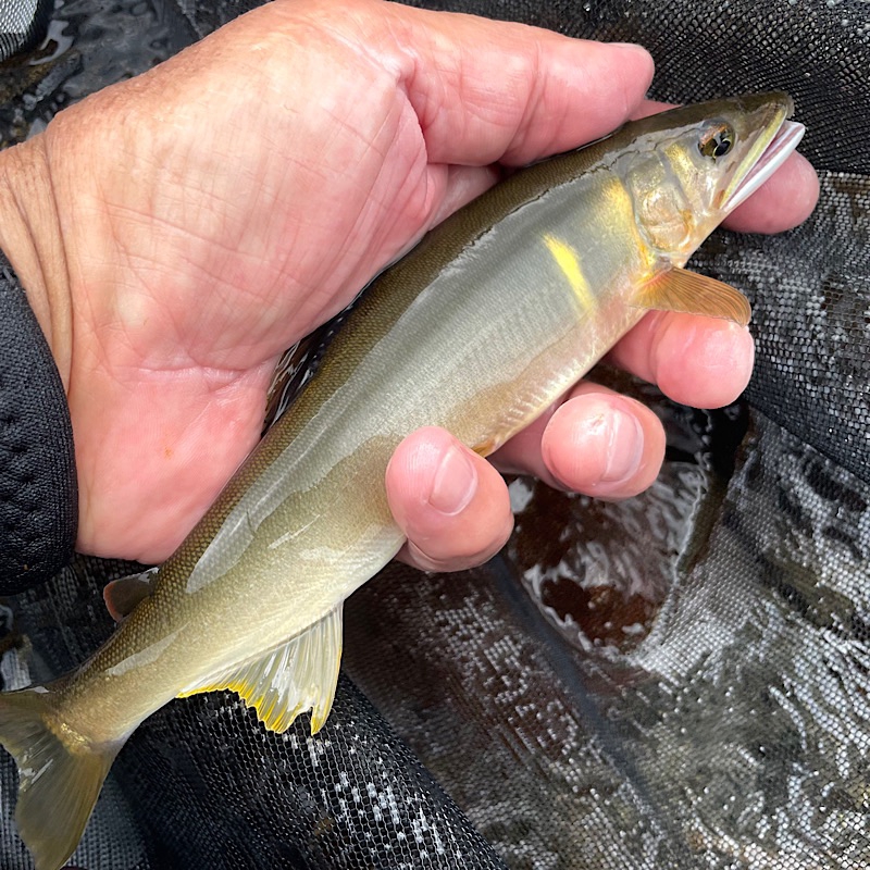 Ayu fishing | 海部川本舗