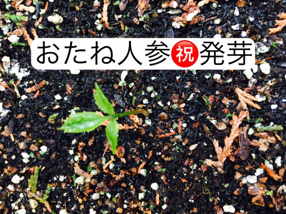 おたね人参の発芽 リオリコ堂