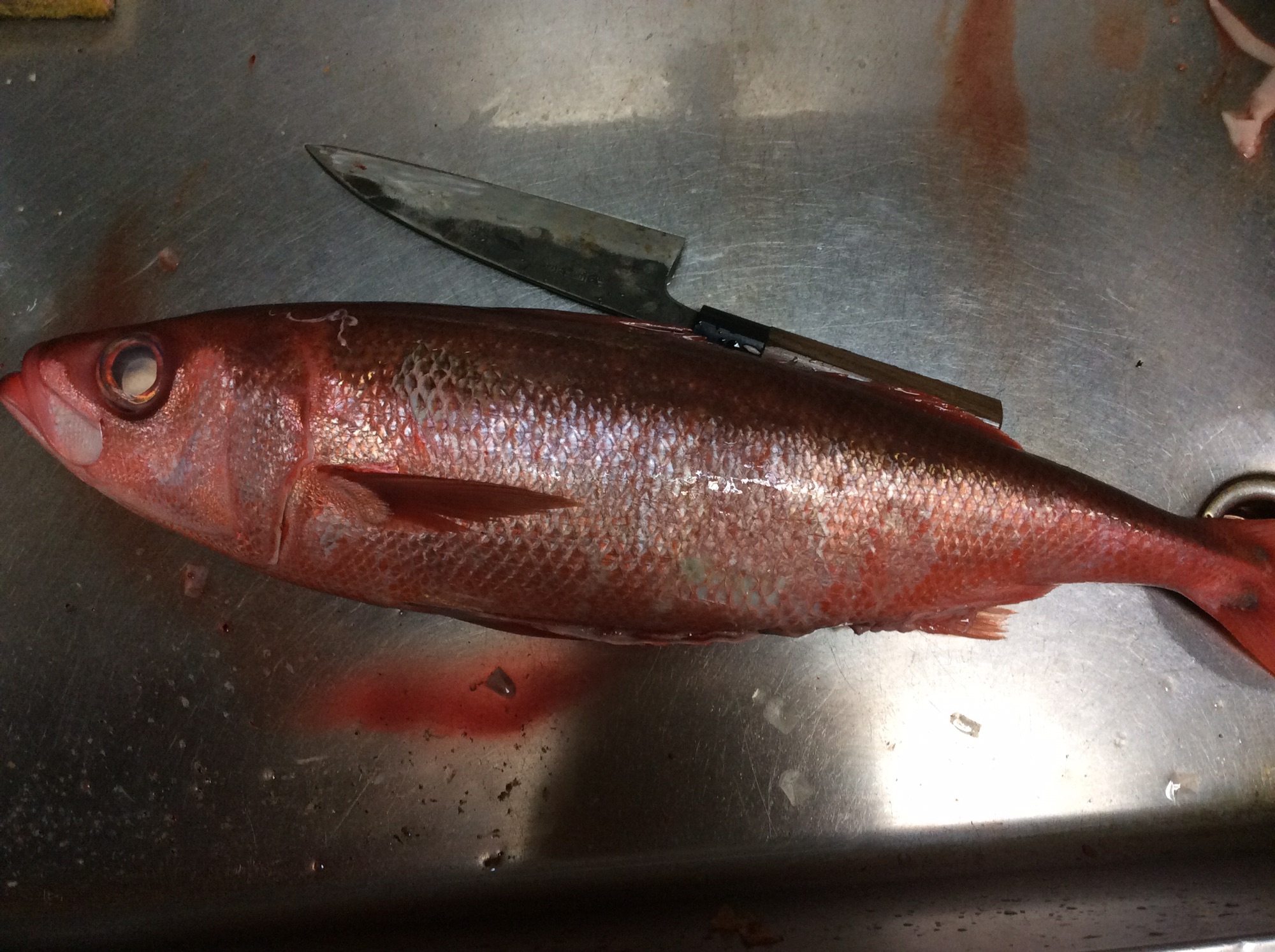 赤サバが入荷しています クマさんの青空縁側食堂①