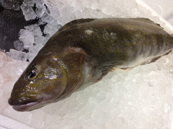 アイナメはどんな魚なの クマさんの青空縁側食堂